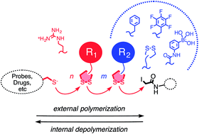 Graphical abstract: Cell-penetrating poly(disulfide)s: focus on substrate-initiated co-polymerization