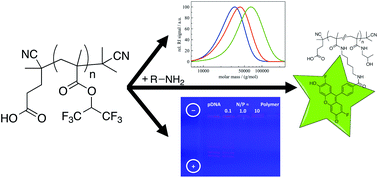 Graphical abstract: RAFT-polymerized poly(hexafluoroisopropyl methacrylate)s as precursors for functional water-soluble polymers