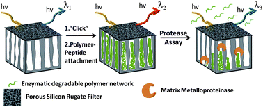Graphical abstract: Optimising the enzyme response of a porous silicon photonic crystal via the modular design of enzyme sensitive polymers