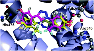 Graphical abstract: New clicked full agonists of the estrogen receptor β