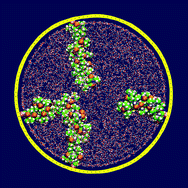Graphical abstract: A molecular dynamics study of poly(N-isopropylacrylamide) endgrafted on a model cylindrical pore surface