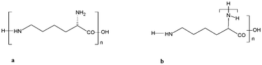 Graphical abstract: Panorama of poly-ε-lysine