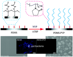 Graphical abstract: Poly(N-vinylpyrrolidone)-grafted poly(dimethylsiloxane) surfaces with tunable microtopography and anti-biofouling properties