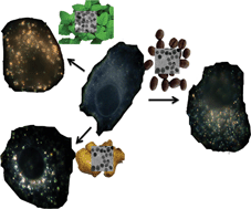 Graphical abstract: Correlation of biocapping agents with cytotoxic effects of silver nanoparticles on human tumor cells