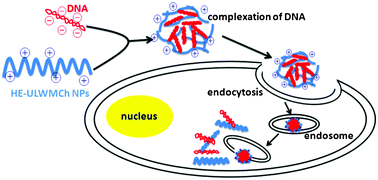 Graphical abstract: Hydroxyethyl-functionalized ultrasmall chitosan nanoparticles as a gene delivery carrier