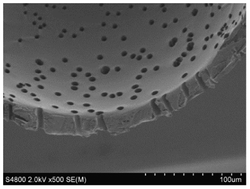 Graphical abstract: In vitro cultivation of biopsy derived primary hepatocytes leads to a more metabolic genotype in perfused 3D scaffolds than static 3D cell culture