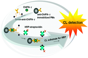 Graphical abstract: A biotin–streptavidin signal amplification strategy for a highly sensitive chemiluminescent immunoassay for chicken interferon-γ