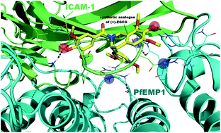 Graphical abstract: From (+)-epigallocatechin gallate to a simplified synthetic analogue as a cytoadherence inhibitor for P. falciparum
