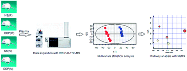 Graphical abstract: Metabonomics study on nephrotoxicity induced by intraperitoneal and intravenous cisplatin administration using rapid resolution liquid chromatography coupled with quadrupole-time-of-flight mass spectrometry (RRLC-Q-TOF-MS)