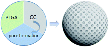 Graphical abstract: Engineering poly(lactic-co-glycolic acid)/calcium carbonate microspheres with controllable topography and their cell response