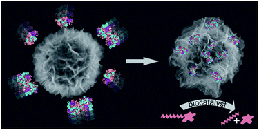 Graphical abstract: Bioactive flake–shell capsules: soft silica nanoparticles for efficient enzyme immobilization