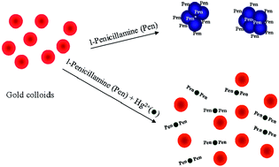 Graphical abstract: Development of a gold nanoparticle based anti-aggregation method for rapid detection of mercury(ii) in aqueous solutions