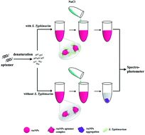 Graphical abstract: Development of ssDNA aptamers for the capture and detection of Salmonella typhimurium
