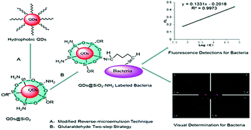 Graphical abstract: Sensitive quantification and visual detection of bacteria using CdSe/ZnS@SiO2 nanoparticles as fluorescent probes