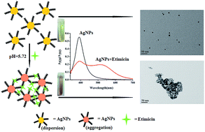 Graphical abstract: Label-free silver nanoparticles for visual colorimetric detection of etimicin