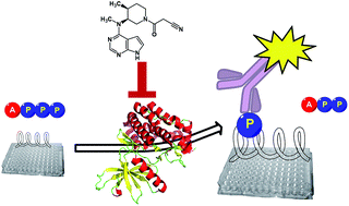 Graphical abstract: A direct enzyme-linked immunosorbent assay (ELISA) for the quantitative evaluation of Janus Kinase 3 (JAK3) inhibitors