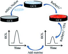 Graphical abstract: Sensitive electrochemiluminescence detection of matrine based on Ru(bpy)32+ and mesoporous silica nanosphere modified electrodes