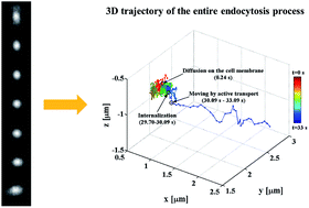 Graphical abstract: 3D darkfield imaging and single particle tracking of peptide-coated nanocargoes in live cells
