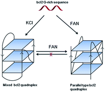 Graphical abstract: Induction of formation and conformational conversion of DNA G-quadruplexes by fangchinoline