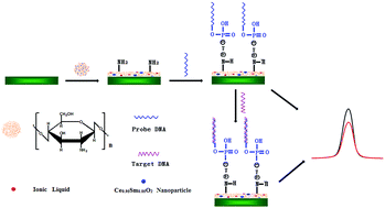 Graphical abstract: A shell-like Sm-doped CeO2 nanostructure based electrochemical DNA biosensor for breast cancer gene sequence detection