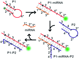 Graphical abstract: An enzyme-free signal amplification strategy for sensitive detection of microRNA via catalyzed hairpin assembly