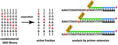 Graphical abstract: Enzymatic combinatorial nucleoside deletion scanning mutagenesis of functional RNA