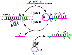 Graphical abstract: Single primer-triggered isothermal amplification for double-stranded DNA detection