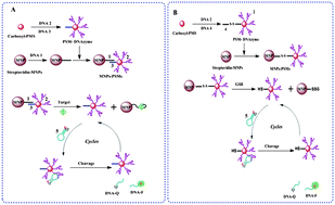 Graphical abstract: Multiple turnovers of DNAzyme for amplified detection of ATP and reduced thiol in cell homogenates