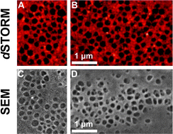 Graphical abstract: Imaging fenestrations in liver sinusoidal endothelial cells by optical localization microscopy
