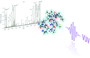 Graphical abstract: Action spectroscopy of a protonated peptide in the ultraviolet range
