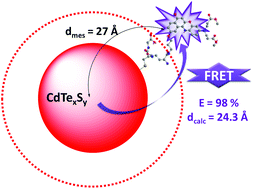 Graphical abstract: Thin-coated water soluble CdTeS alloyed quantum dots as energy donors for highly efficient FRET