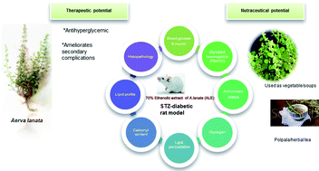 Graphical abstract: Nutraceutical potential of Aerva lanata (L.) Juss. ex Schult ameliorates secondary complications in streptozotocin-induced diabetic rats