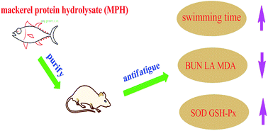 Graphical abstract: Effect and mechanism of mackerel (Pneumatophorus japonicus) peptides for anti-fatigue