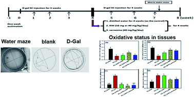 Graphical abstract: Asn-Trp dipeptides improve the oxidative stress and learning dysfunctions in d-galactose-induced BALB/c mice