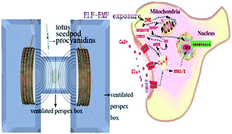 Graphical abstract: Extremely low frequency electromagnetic field exposure causes cognitive impairment associated with alteration of the glutamate level, MAPK pathway activation and decreased CREB phosphorylation in mice hippocampus: reversal by procyanidins extracted from the lotus seedpod