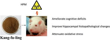Graphical abstract: Neuroprotective effects of dietary supplement Kang-fu-ling against high-power microwave through antioxidant action