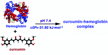 Graphical abstract: Interaction of the dietary pigment curcumin with hemoglobin: energetics of the complexation