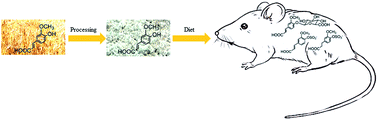 Graphical abstract: Bioavailability and metabolism of hydroxycinnamates in rats fed with durum wheat aleurone fractions