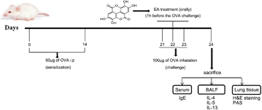 Graphical abstract: Inhibition of allergic airway inflammation through the blockage of NF-κB activation by ellagic acid in an ovalbumin-induced mouse asthma model
