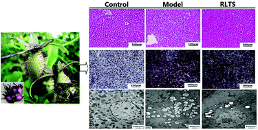 Graphical abstract: Total saponins from Rosa laevigata Michx fruit attenuates hepatic steatosis induced by high-fat diet in rats