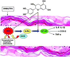 Graphical abstract: Topical (+)-catechin emulsified gel prevents DMBA/TPA-induced squamous cell carcinoma of the skin by modulating antioxidants and inflammatory biomarkers in BALB/c mice