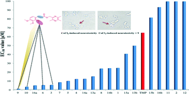 Graphical abstract: Synthesis and protective effect of new ligustrazine derivatives against CoCl2-induced neurotoxicity in differentiated PC12 cells. Part 2
