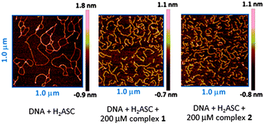 Graphical abstract: DNA-interacting and biological properties of copper(ii) complexes from amidino-O-methylurea