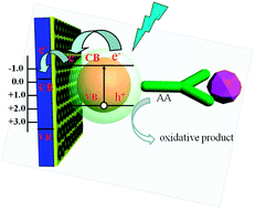 Graphical abstract: A sensitive photoelectrochemical immunoassay based on mesoporous carbon/core–shell quantum dots as donor–acceptor light-harvesting architectures