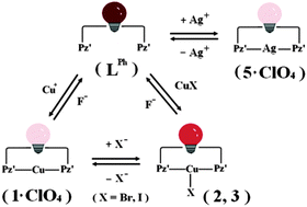 Graphical abstract: Halide-modulated bistate and tristate fluorescence switching for Cu(i) and Ag(i) complexes