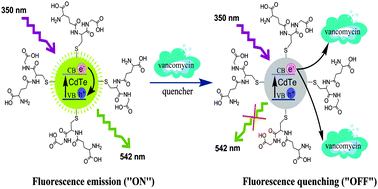 Graphical abstract: Electron transfer and fluorescence “turn-off” based CdTe quantum dots for vancomycin detection at nanogram level in aqueous serum media
