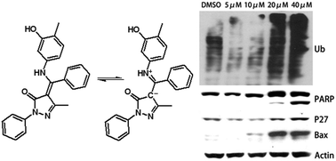 Graphical abstract: Proteasome inhibition and cytostatic effects on human cancer cells by pyrazolone-enamines: a combined crystallographic, structural and computational study