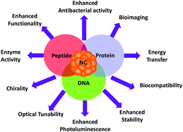 Graphical abstract: Bio-NCs – the marriage of ultrasmall metal nanoclusters with biomolecules