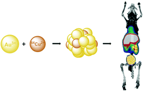 Graphical abstract: Facile synthesis, pharmacokinetic and systemic clearance evaluation, and positron emission tomography cancer imaging of 64Cu–Au alloy nanoclusters