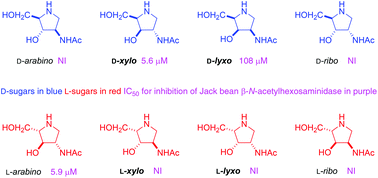 Graphical abstract: Synthesis of the enantiomers of XYLNAc and LYXNAc: comparison of β-N-acetylhexosaminidase inhibition by the 8 stereoisomers of 2-N-acetylamino-1,2,4-trideoxy-1,4-iminopentitols